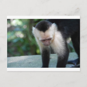 Capuchin Monkey.JPG Postcard