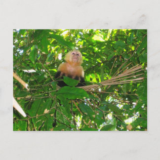 Capuchin Monkey - Manuel Antonio Park, Costa Rica Postcard