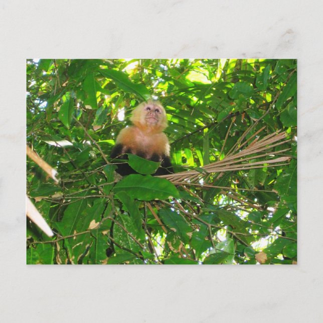 Capuchin Monkey - Manuel Antonio Park, Costa Rica Postcard (Front)