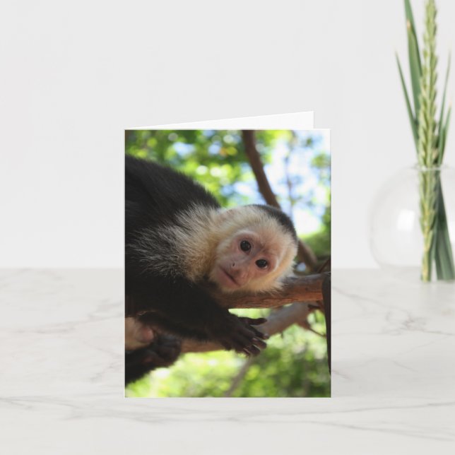 Capuchin Monkey Notecard (Front)