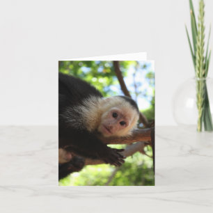 Capuchin Monkey Notecard