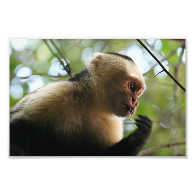 Capuchin Monkey Photo Print (Front)