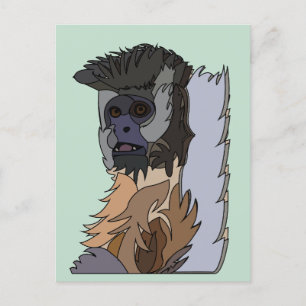 Capuchin Monkey  Postcard
