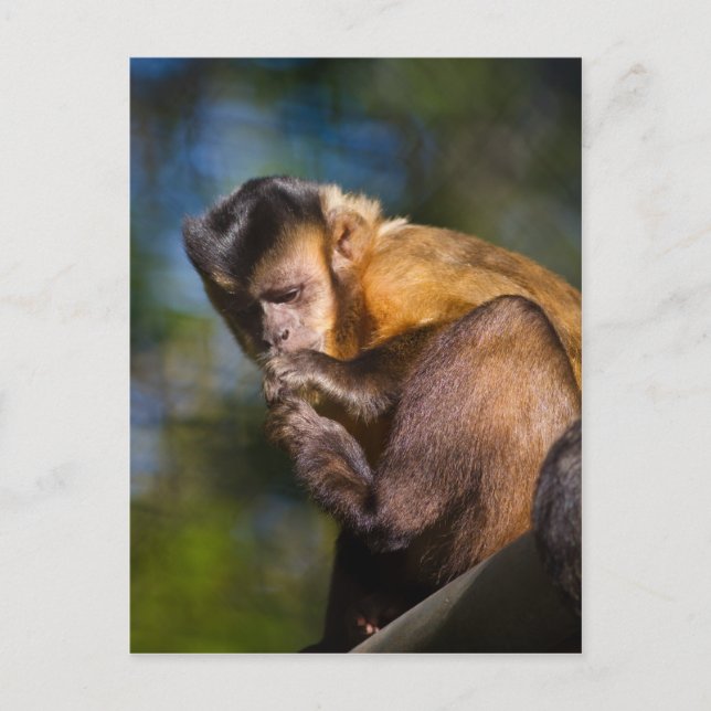 Capuchin Monkey Postcard (Front)