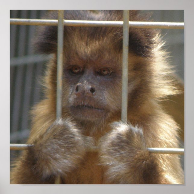 Capuchin Monkey Print (Front)