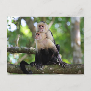 Capuchin Monkeys Postcard
