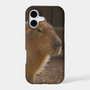Capybara