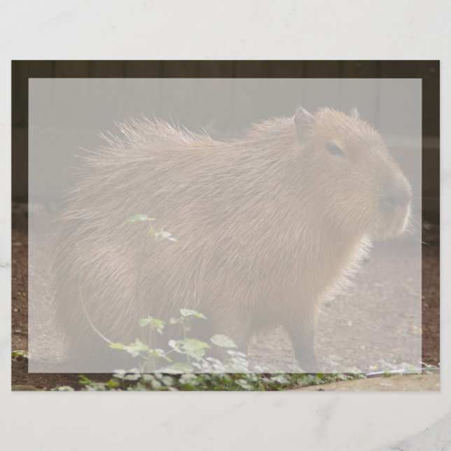 Capybara (Front)