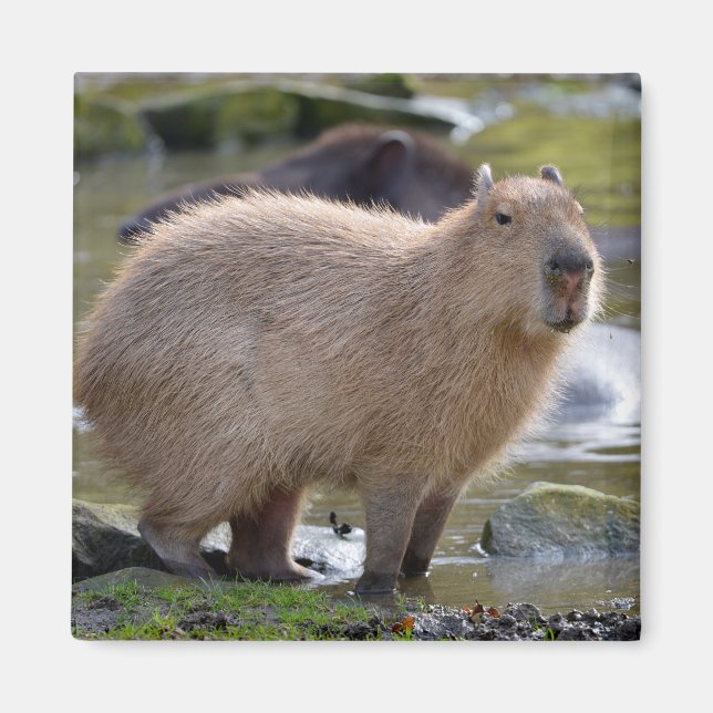 Capybara at the edge of a pond magnet (Front)