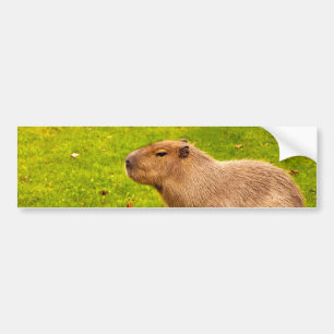 Capybara Bumper Sticker