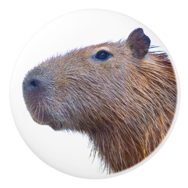Capybara Ceramic Knob (Front)