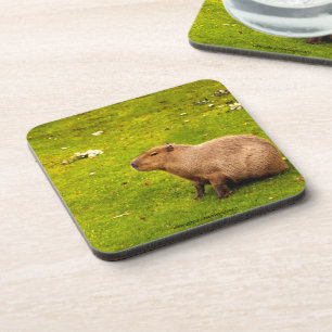 Capybara Coaster