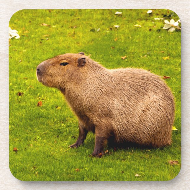 Capybara Coaster (Front)