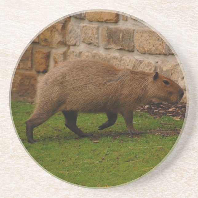 capybara coaster (Front)