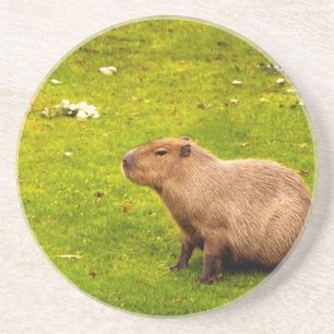 Capybara Coaster