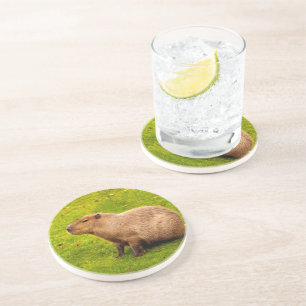 Capybara Coaster