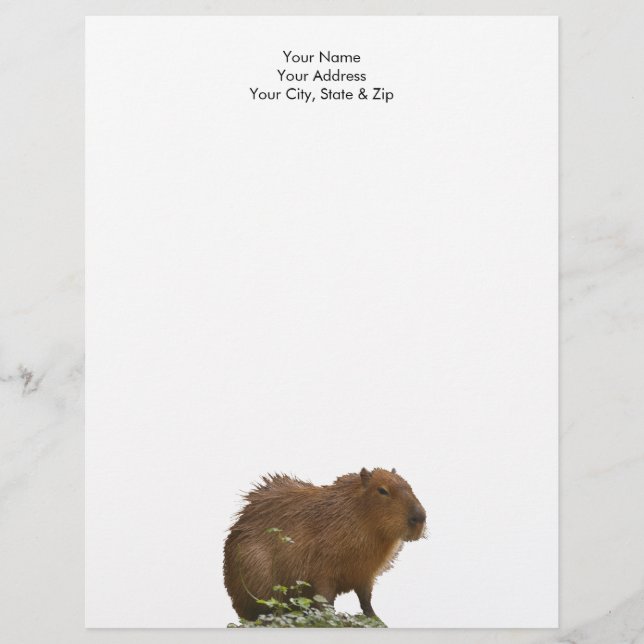 Capybara Custom Letterhead (Front)
