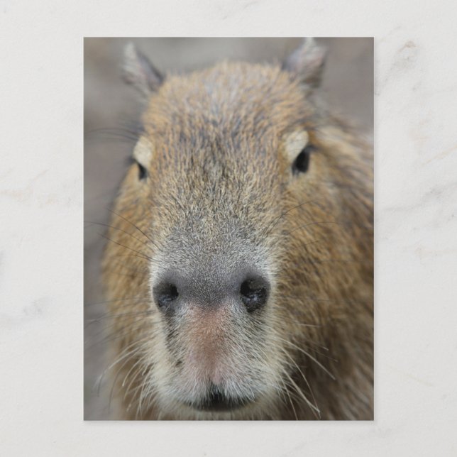 Capybara Face Postcard | Zazzle