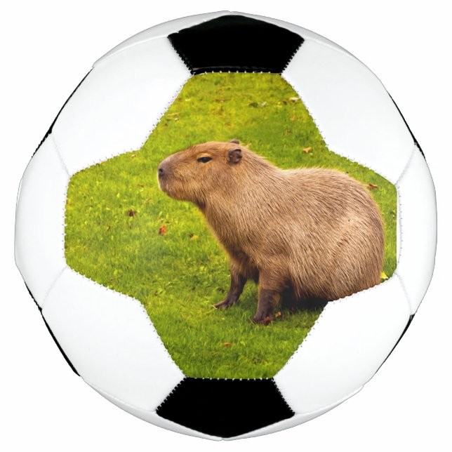 Capybara Football (Front)