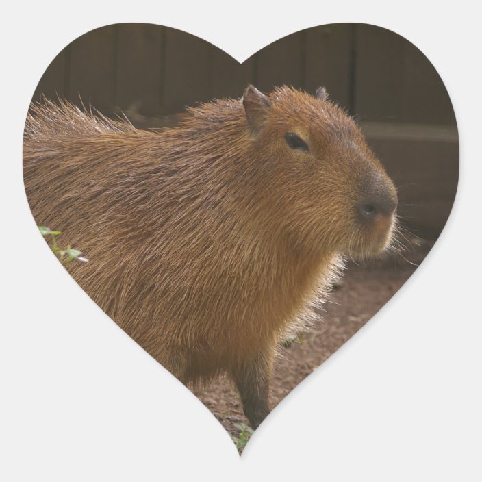 Capybara Conservation Image