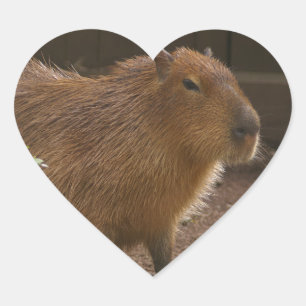 Capybara Heart Sticker