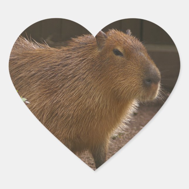 Capybara Heart Sticker (Front)
