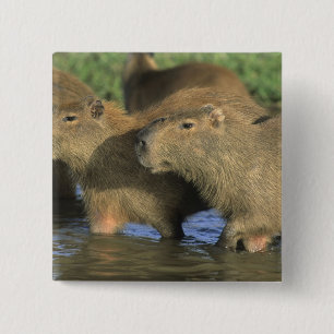 Capybara, Hydrochaeris hydrochaeris), world's 15 Cm Square Badge