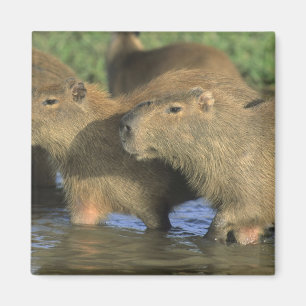 Capybara, Hydrochaeris hydrochaeris), world's Magnet