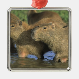 Capybara, Hydrochaeris hydrochaeris), world's Metal Tree Decoration
