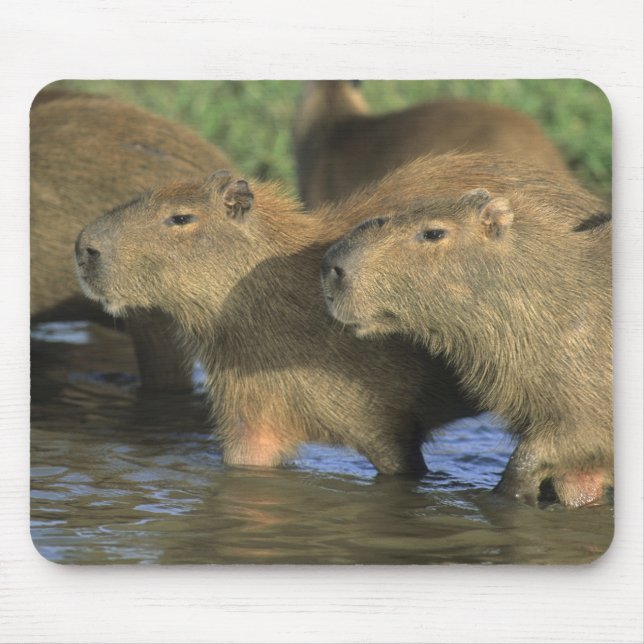 Capybara, Hydrochaeris hydrochaeris), world's Mouse Mat (Front)