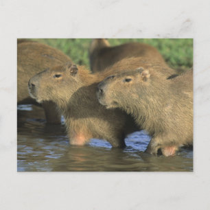 Capybara, Hydrochaeris hydrochaeris), world's Postcard