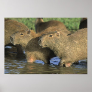 Capybara, Hydrochaeris hydrochaeris), world's Poster