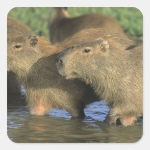 Capybara, Hydrochaeris hydrochaeris), world's Square Sticker