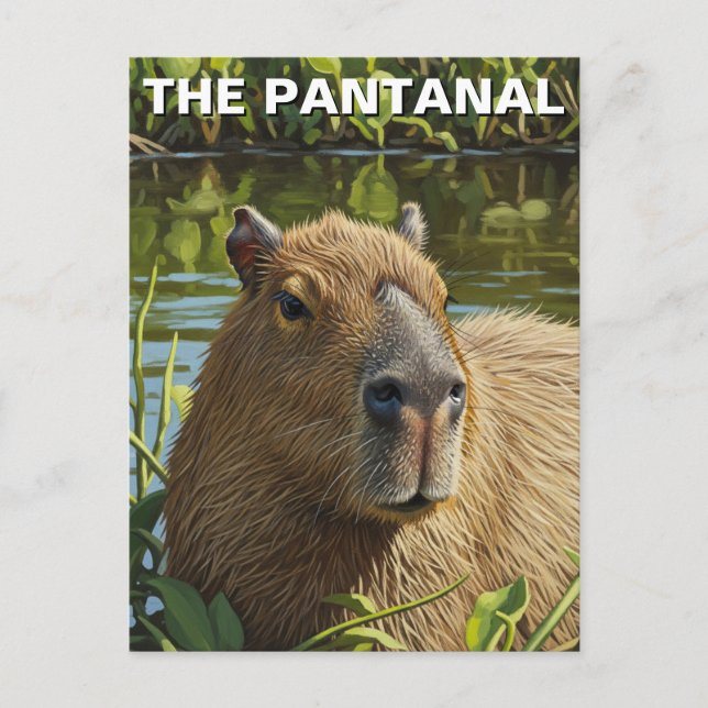 Capybara in The Pantanal Postcard (Front)