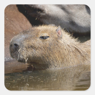 Capybara in water square sticker