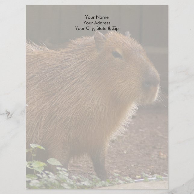 Capybara Letterhead (Front)