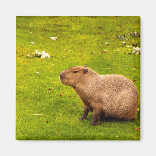 Capybara Magnet