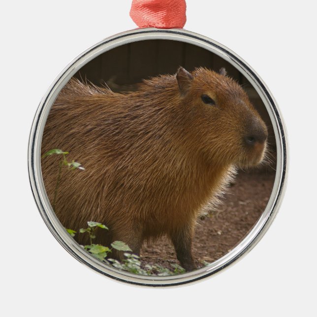 Capybara Metal Tree Decoration (Front)