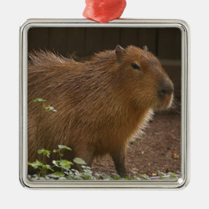 Capybara Metal Tree Decoration