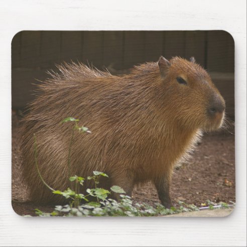 Capybara Gifts & Gift Ideas | Zazzle UK