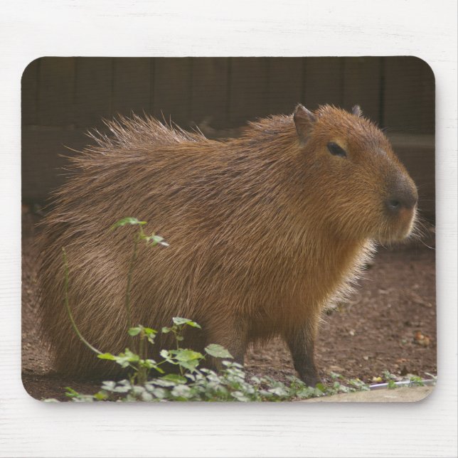 Capybara Mouse Mat (Front)