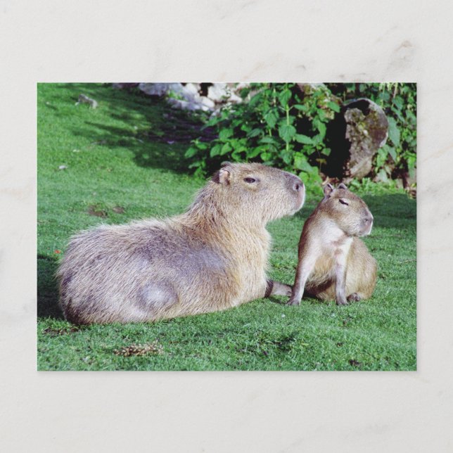 Capybara Mum and Son Postcard (Front)