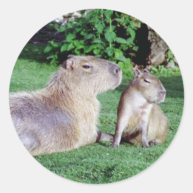 Capybara Mum and Son Stickers (Front)