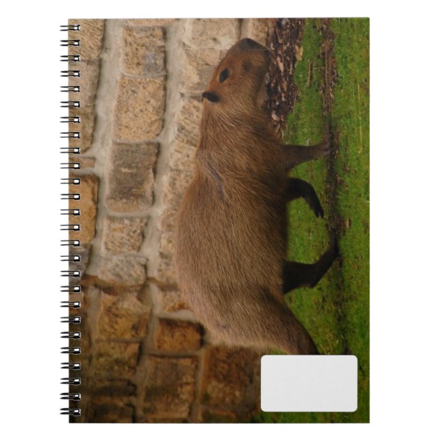 capybara notebook (Front)