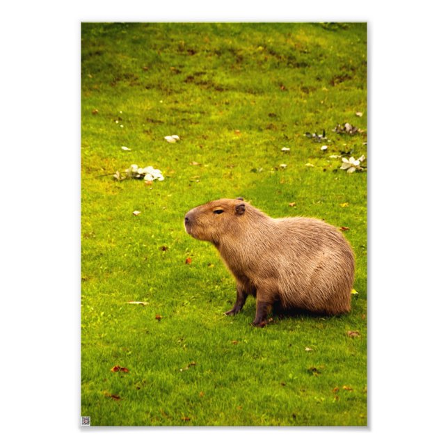 Capybara Photo Print (Front)