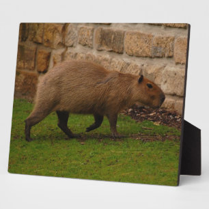 capybara plaque