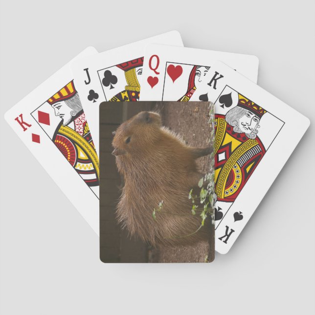 Capybara Playing Cards (Back)