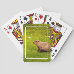 Capybara Playing Cards
