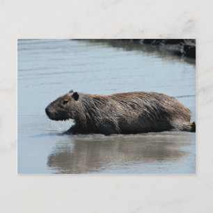 Capybara plunging into water postcard