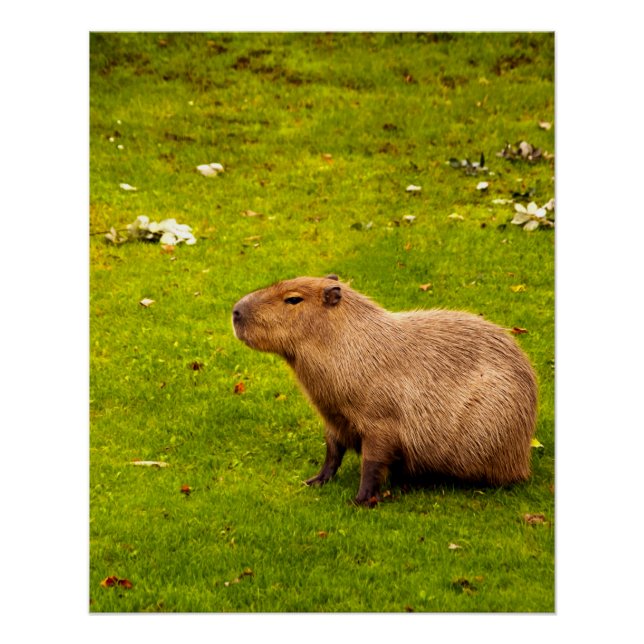 Capybara Poster (Front)